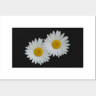 Twin Daisies Posters and Art